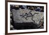 Human Figures, Stone Engraving, Puako Petroglyph Archaeological District, Hawaii, United States-null-Framed Giclee Print