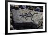 Human Figures, Stone Engraving, Puako Petroglyph Archaeological District, Hawaii, United States-null-Framed Giclee Print