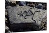 Human Figures, Stone Engraving, Puako Petroglyph Archaeological District, Hawaii, United States-null-Mounted Giclee Print