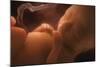 Human Foetus In the Womb, Artwork-Jellyfish Pictures-Mounted Premium Photographic Print