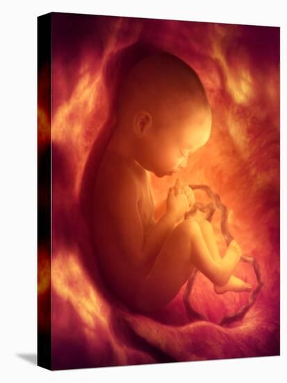 Human Foetus In the Womb, Artwork-Jellyfish Pictures-Stretched Canvas
