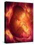 Human Foetus In the Womb, Artwork-Jellyfish Pictures-Stretched Canvas