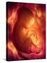 Human Foetus In the Womb, Artwork-Jellyfish Pictures-Stretched Canvas