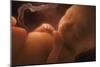Human Foetus In the Womb, Artwork-Jellyfish Pictures-Mounted Photographic Print