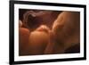 Human Foetus In the Womb, Artwork-Jellyfish Pictures-Framed Photographic Print