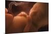 Human Foetus In the Womb, Artwork-Jellyfish Pictures-Mounted Photographic Print