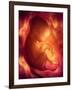 Human Foetus In the Womb, Artwork-Jellyfish Pictures-Framed Photographic Print