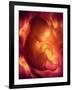 Human Foetus In the Womb, Artwork-Jellyfish Pictures-Framed Photographic Print