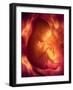 Human Foetus In the Womb, Artwork-Jellyfish Pictures-Framed Photographic Print