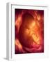 Human Foetus In the Womb, Artwork-Jellyfish Pictures-Framed Photographic Print