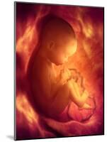 Human Foetus In the Womb, Artwork-Jellyfish Pictures-Mounted Photographic Print