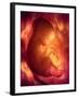 Human Foetus In the Womb, Artwork-Jellyfish Pictures-Framed Photographic Print