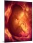 Human Foetus In the Womb, Artwork-Jellyfish Pictures-Mounted Photographic Print