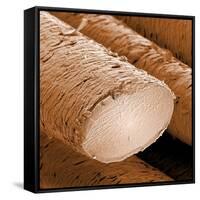 Human Hair Magnified 1250x-null-Framed Stretched Canvas