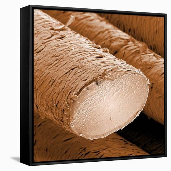 Human Hair Magnified 1250x-null-Framed Stretched Canvas