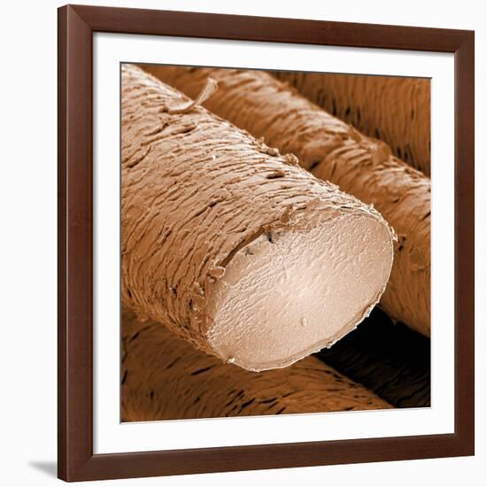 Human Hair Magnified 1250x-null-Framed Photographic Print