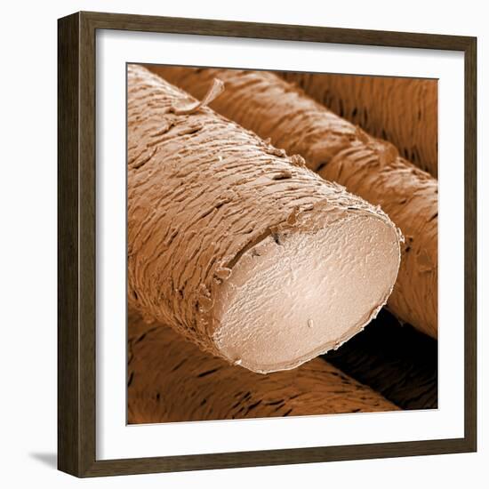 Human Hair Magnified 1250x-null-Framed Photographic Print