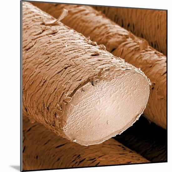 Human Hair Magnified 1250x-null-Mounted Photographic Print