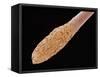 Human Hair Root-Micro Discovery-Framed Stretched Canvas