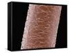 Human Hair-Micro Discovery-Framed Stretched Canvas