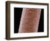 Human Hair-Micro Discovery-Framed Photographic Print