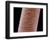 Human Hair-Micro Discovery-Framed Photographic Print