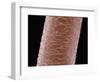 Human Hair-Micro Discovery-Framed Photographic Print