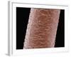 Human Hair-Micro Discovery-Framed Photographic Print