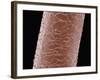 Human Hair-Micro Discovery-Framed Photographic Print