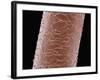 Human Hair-Micro Discovery-Framed Photographic Print