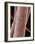 Human Hair-Micro Discovery-Framed Photographic Print