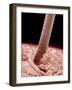 Human hair-Micro Discovery-Framed Photographic Print