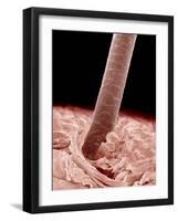 Human hair-Micro Discovery-Framed Photographic Print