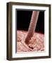 Human hair-Micro Discovery-Framed Photographic Print