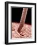 Human hair-Micro Discovery-Framed Photographic Print