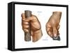 Human Hand Grips. Evolution-Encyclopaedia Britannica-Framed Stretched Canvas