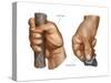 Human Hand Grips. Evolution-Encyclopaedia Britannica-Stretched Canvas
