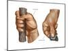 Human Hand Grips. Evolution-Encyclopaedia Britannica-Mounted Poster