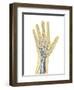Human Hand with Nervous System, Lymphatic System and Circulatory System-Stocktrek Images-Framed Art Print