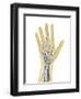 Human Hand with Nervous System, Lymphatic System and Circulatory System-Stocktrek Images-Framed Art Print