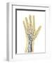 Human Hand with Nervous System, Lymphatic System and Circulatory System-Stocktrek Images-Framed Art Print