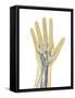 Human Hand with Nervous System, Lymphatic System and Circulatory System-Stocktrek Images-Framed Stretched Canvas