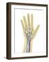 Human Hand with Nervous System, Lymphatic System and Circulatory System-Stocktrek Images-Framed Art Print