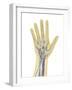 Human Hand with Nervous System, Lymphatic System and Circulatory System-Stocktrek Images-Framed Art Print