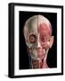 Human head anatomy of skull, facial muscles, veins and arteries, black background.-Leonello Calvetti-Framed Art Print