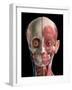 Human head anatomy of skull, facial muscles, veins and arteries, black background.-Leonello Calvetti-Framed Art Print