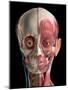 Human head anatomy of skull, facial muscles, veins and arteries, black background.-Leonello Calvetti-Mounted Art Print