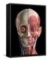 Human head anatomy of skull, facial muscles, veins and arteries, black background.-Leonello Calvetti-Framed Stretched Canvas