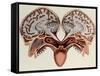 Human Head, cross section-Science Source-Framed Stretched Canvas