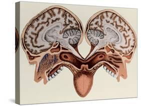 Human Head, cross section-Science Source-Stretched Canvas